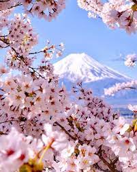 20 Utterly Unexpected Facts About Japan You Didn T Know Cherry Blossom Japan Japan Tourist Japan Photography