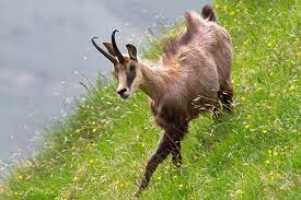 The horned variety is from grisons, a canton in the eastern part of switzerland. Disva S Inspiration Blog Chamois Coloured Goat