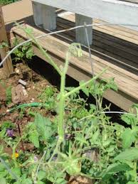 Tomato and tobacco hornworms are both immature, larval stages of large moths. Hornworms Are They Eating My Tomatoes Msu Extension