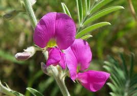 Image result for Tephrosia polystachya