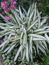 Image result for Carex cognata