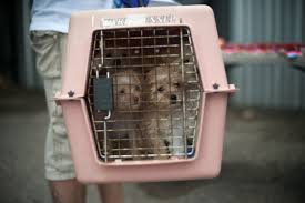 New dogs, cats added this week. Everyone Wants A Rescue Dog Not Everyone Can Have One The New York Times