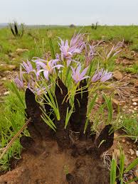 Image result for Xerophyta equisetoides