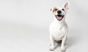 300 White Dog Names Choose The Best Name For A White Puppy All Things Dogs