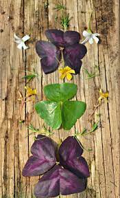 Oxalis Irish Moss St Patrick S Day Plants I Fairview Garden Center I Raleigh Nc I Www Fairviewgardencenter Com Garden Center Plants St Patricks Day