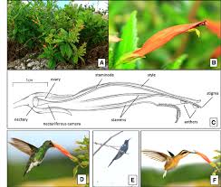 Image result for Stemodiopsis rivae