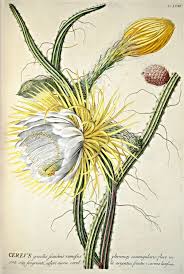The main representatives of cereus cactus types are: Night Blooming Cereus 1754 Botanical Drawings Botanical Painting Botanical Illustration
