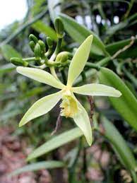 Vanilla variegated orchid (green & white leaf) the vanilla bean plant this is a native from mexico to parts of south america and the caribbean. Growing Vanilla Orchids Tips For Vanilla Orchid Care