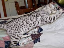 Even with this, however, they are. Bengal Cat Colors And Patterns Lockets Frosting