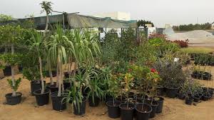 We can help you do the same at home. Hyacinth Greenery Plants Tree Nurseries Trading Gardening Landscaping In Warsan 3 Dubai
