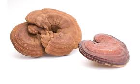 Image result for Ganoderma lucidum