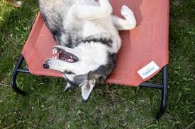 We highly recommend looking at the comparison table we have below where we highlighted the features here's the wonderful part of the article where i make life even easier for you by recommending six of the best elevated dog beds on the market. Best Elevated Dog Bed Of 2021 Gearlab