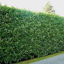 We did not find results for: While An Impressive Fence Does Provide A Welcome Sense Of Privacy Even The Nicest Ones Can Have The Hedges Landscaping Privacy Landscaping Shrubs For Privacy