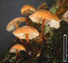 Image result for Marasmius opacus