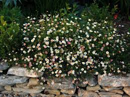 Image result for Erigeron karvinskianus