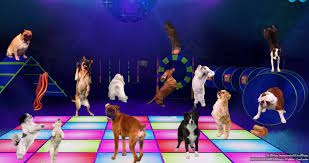 dance your tail off at the misfits dog gif party dance dance party pet websites