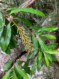 Image result for Faurea intermedia