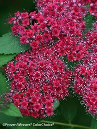 Planting of spirea in spring and autumn. Spiraea Double Play Red Bluestone Perennials