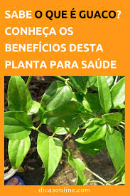 Cha De Canela De Velho Beneficios E Maleficios Aprenda A Fazer Xarope E Cha De Guaco Contra Bronquite E Tosse Ervas Medicinais Xarope De Guaco Chas Medicinais