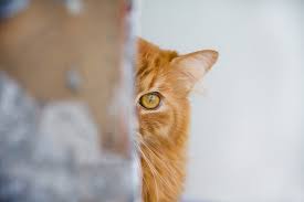 Can you pick it out? How To Reduce Stress In Cats The Catnip Times