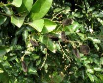 Image result for Dialium guineense