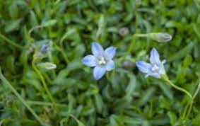 Great as a rockery or border plant, but also works well in hanging baskets or pots. Wahsky15 Wahlenbergia Sky Mist Pbr Faceys Nursery