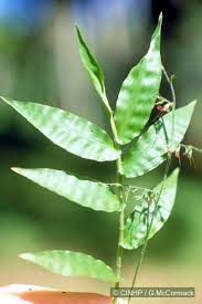 Image result for Oplismenus compositus