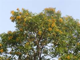 Image result for Pterocarpus megalocarpus