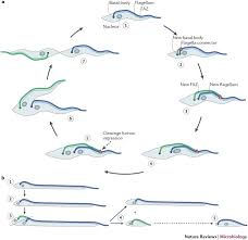 It is composed of microtubules. Motility And More The Flagellum Of Trypanosoma Brucei Nature Reviews Microbiology