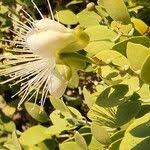 Image result for Capparis cartilaginea