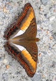 Epingle Sur Insectes Magnifiques