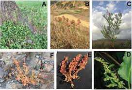 Image result for Rumex lanceolatus