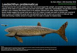 Leedsichthys Problematicus Size By Harry The Fox Prehistoric Creatures Filter Feeder Basking Shark