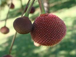 Image result for Parkia