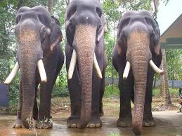 See more of gajarethnam mangalamkunnu karnan on facebook. Mangalamkunnu Karnan Posts Facebook