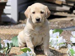 Precious Keystone Puppies Puppies For Sale Health Guaranteed Yellow La Guaranteed Health Keystone Labrador Retriever Labrador Labrador Puppy