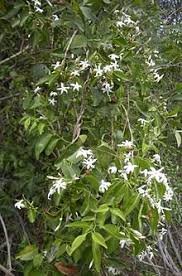 Image result for Jasminum schimperi