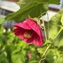 Profile Picture of Abutilon 'Rosa Linda' - Flowering Maple (4.5