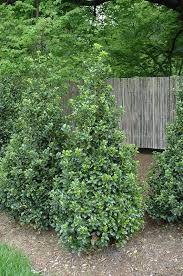 Castle Spire Blue Holly Shrubs For Sale | Garden Goods Direct