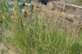 Image result for Chloris gayana