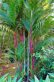 Red Bamboo V Tropical Backyard Landscaping Tropical Landscaping Tropical Garden Design