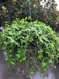 How to care for a bridal veil hanging plant | hunker. Tahitian Bridal Veil Basket Westlake Nursery