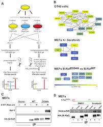 Silac Based Ms Reveals Inducible B Raf Protein Complexes A