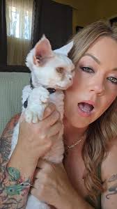 Devon Rex Cat Full Size