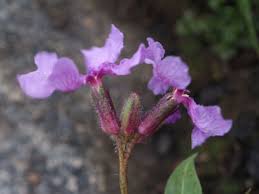 Image result for Polysphaeria harrisii