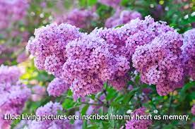 Lilac Cultivating Positive Memories Flower Essence Services