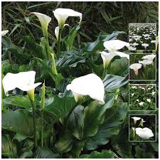 Bulk buy calla lily seeds online from chinese suppliers on dhgate.com. Zantedeschia Angel White Calla Lily Seeds The Climbing Fig