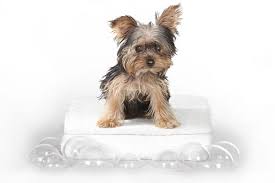Maybe you would like to learn more about one of these? Everything You Need To Know About The Teacup Yorkie Animalso