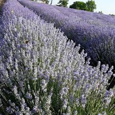 Hotel roman băile herculane, str. Hotel Roman Reviews Baile Herculane Romania Tripadvisor