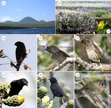 The galapagos islands belong to ecuador. Darwin S Galapagos Finches In Modern Biology Philosophical Transactions Of The Royal Society B Biological Sciences